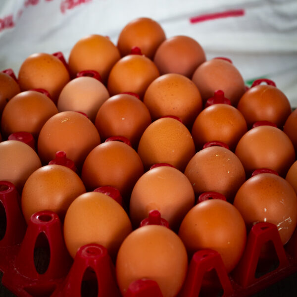 Telur Ayam